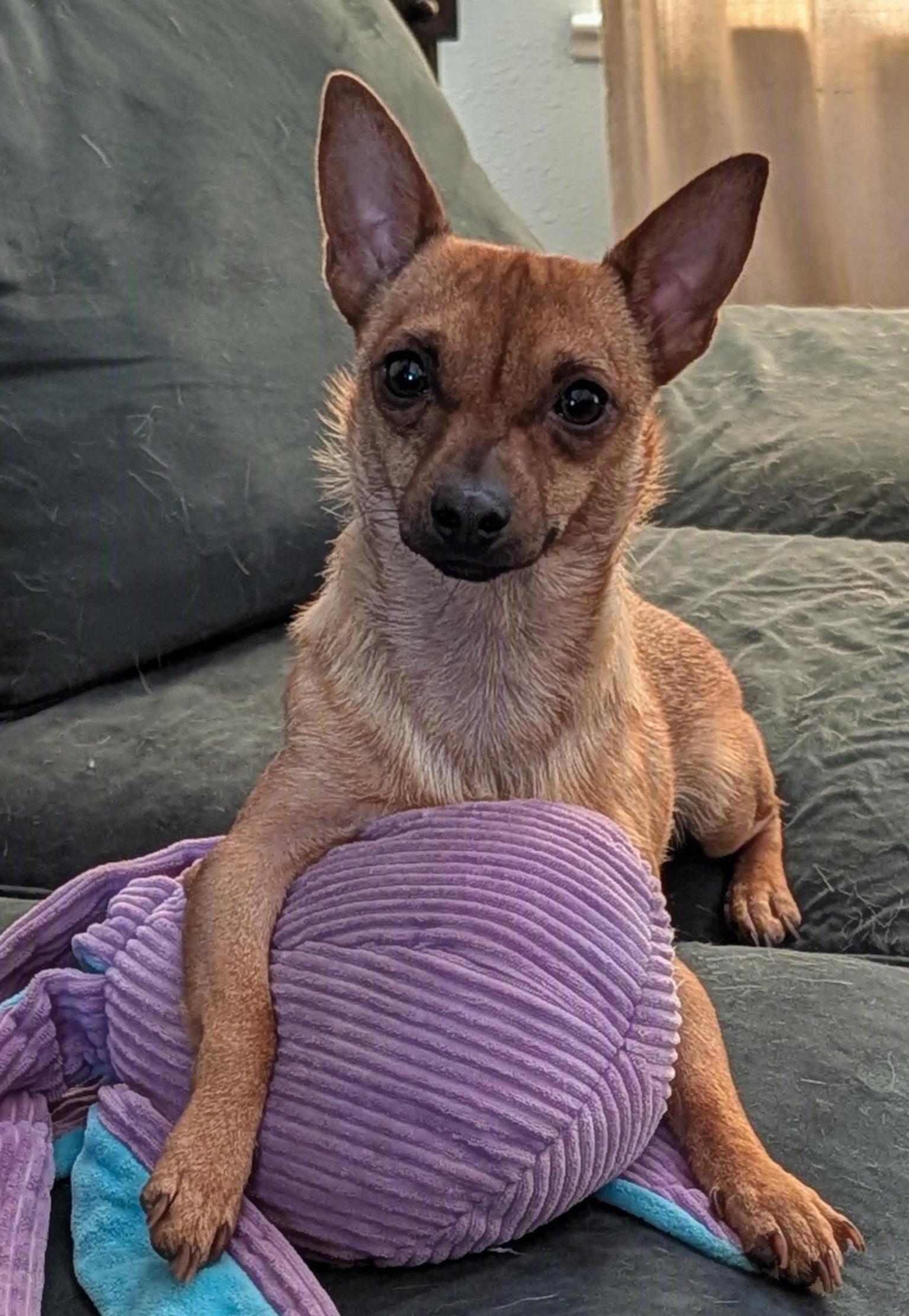 Honcho, ADOPTABLE, Adult Male Chihuahua.