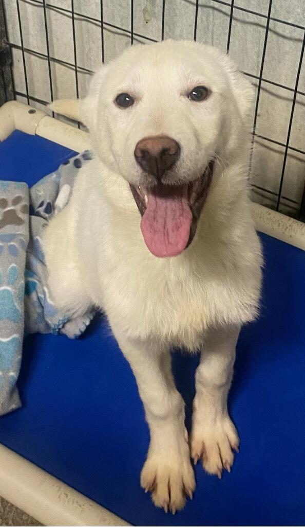 Snowy, an adoption pending mixed breed in Polson, MT image 3/4