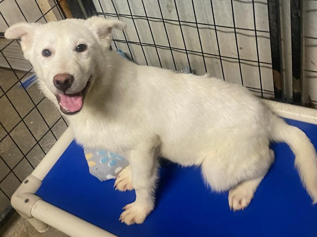Snowy, an adoption pending mixed breed in Polson, MT image 2/4