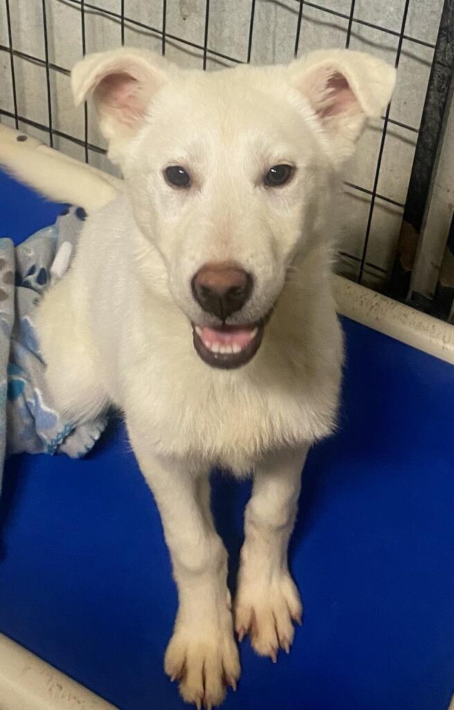 Snowy, an adoption pending mixed breed in Polson, MT image 4/4