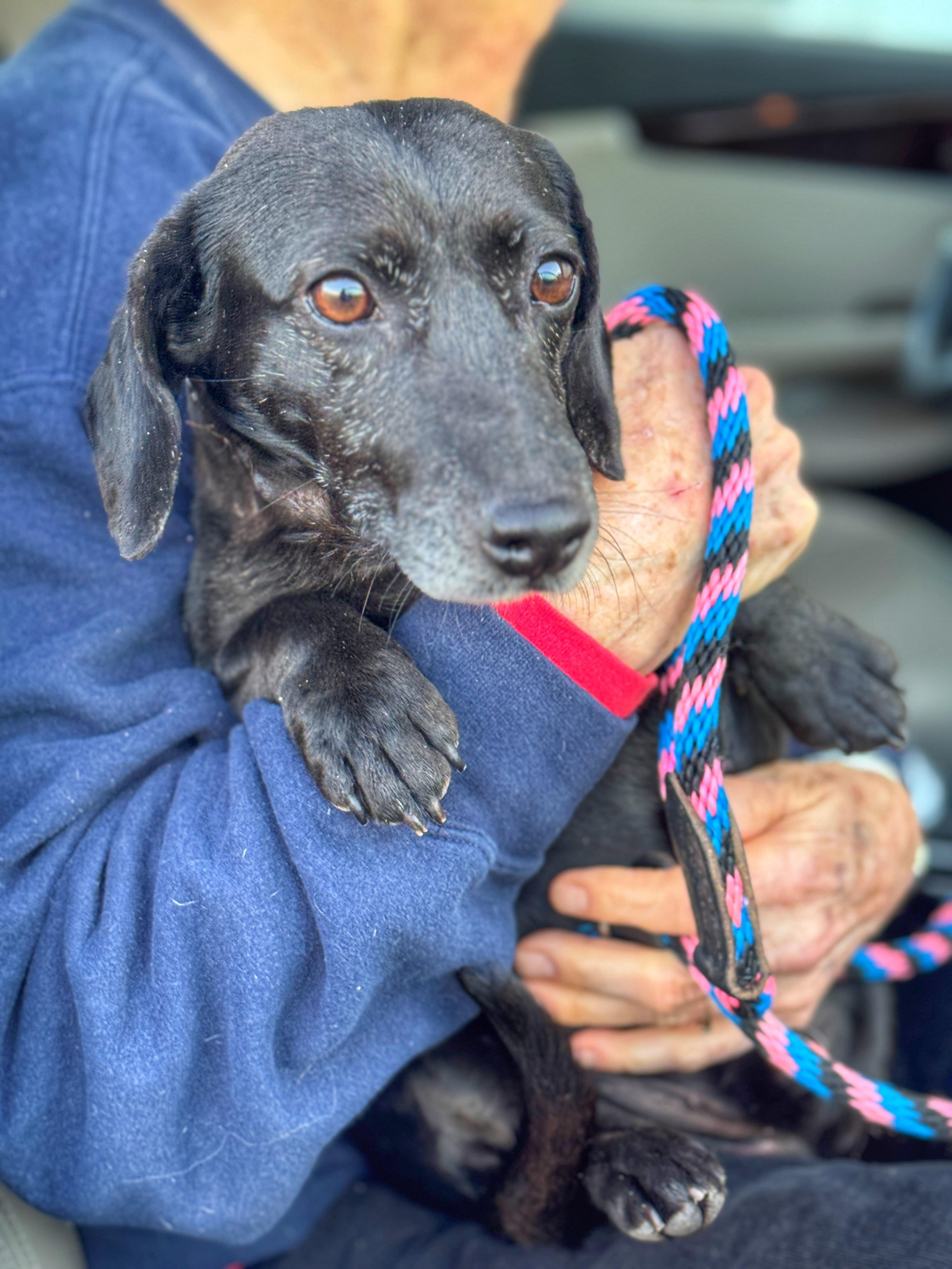 Roland, adopted, Adult Male Dachshund.