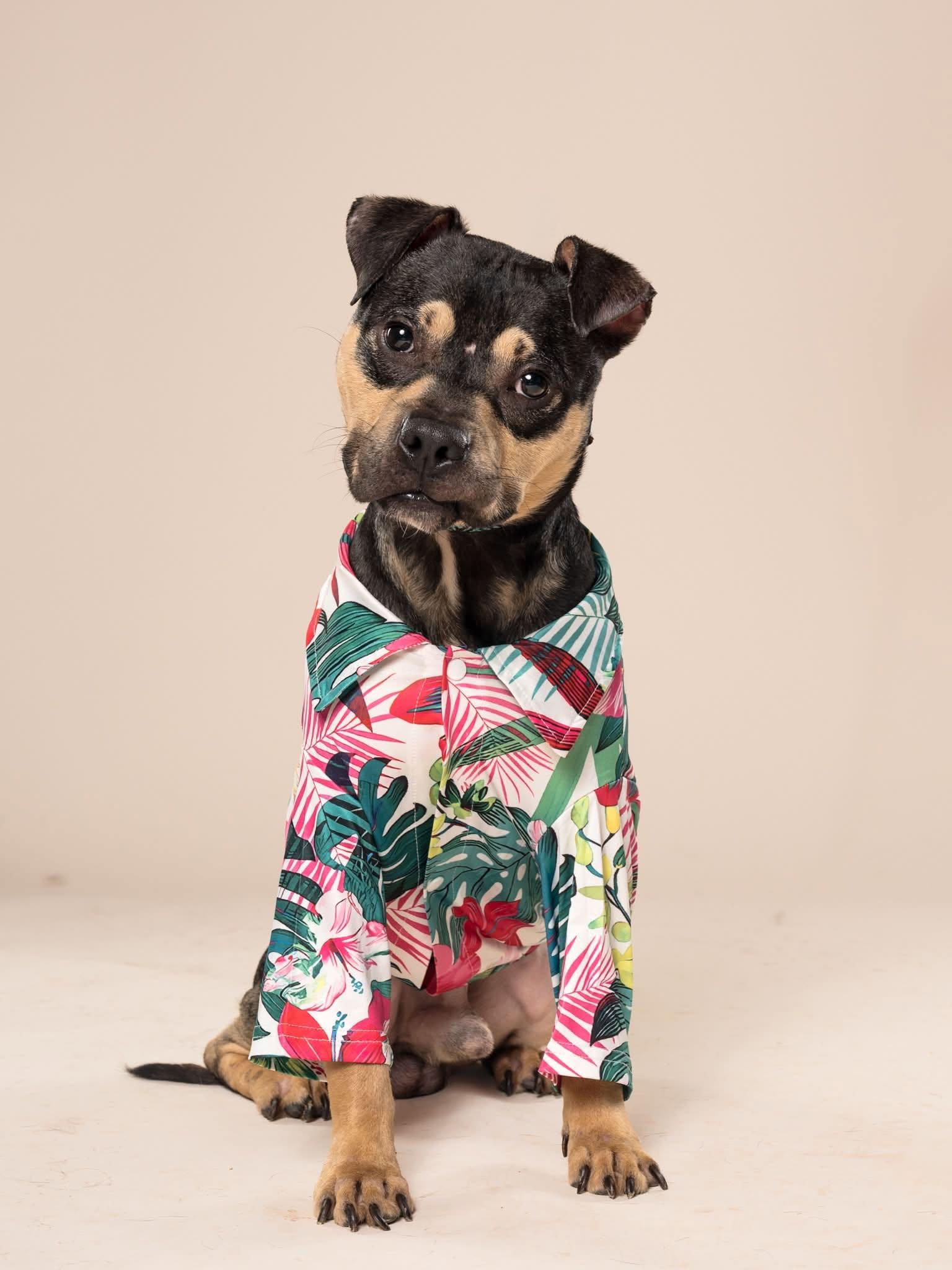 Kirby, Adoptable, Adult Male Miniature Pinscher & Beagle.