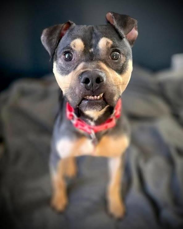 Enlarge Kirby, a Adoptable mixed breed in Atlanta, GA image 2/3