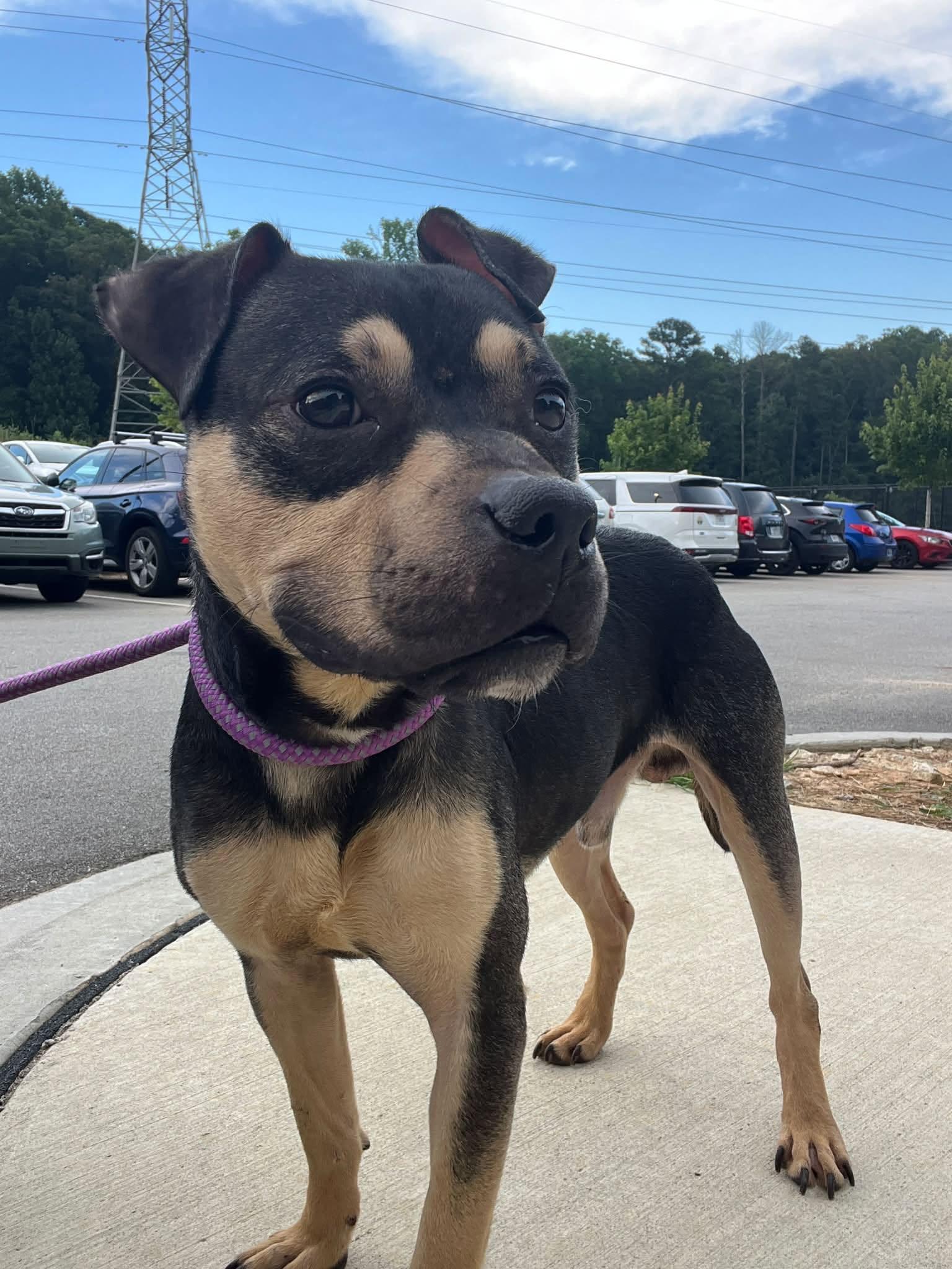 Enlarge Kirby, a Adoptable mixed breed in Atlanta, GA image 3/3