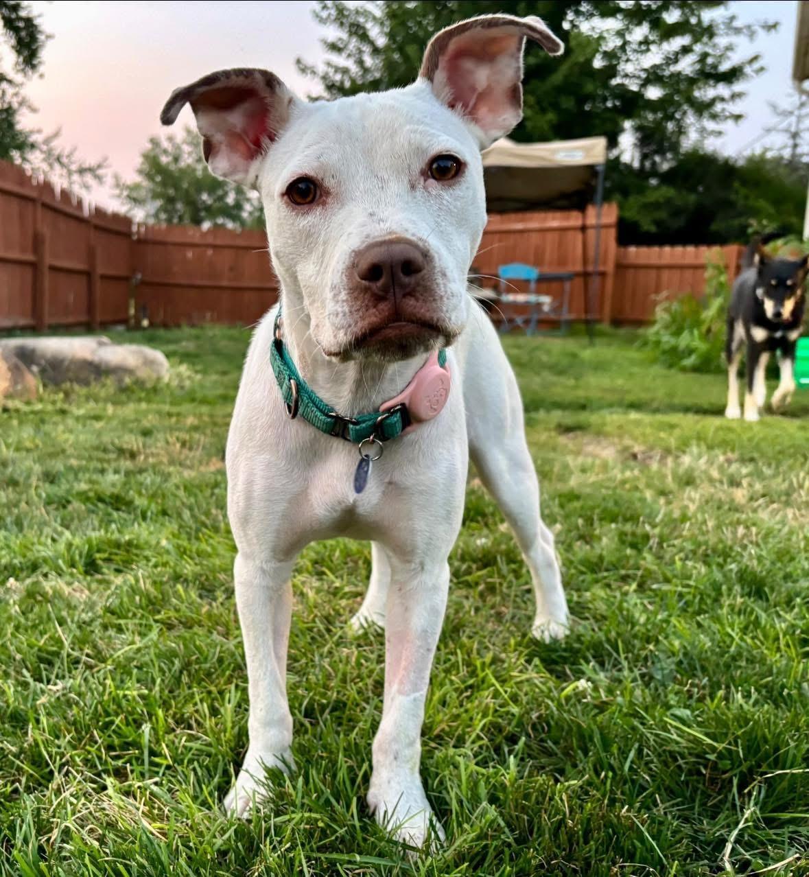 Enlarge Clara, a Adoptable Terrier in Powell, OH image 1/3