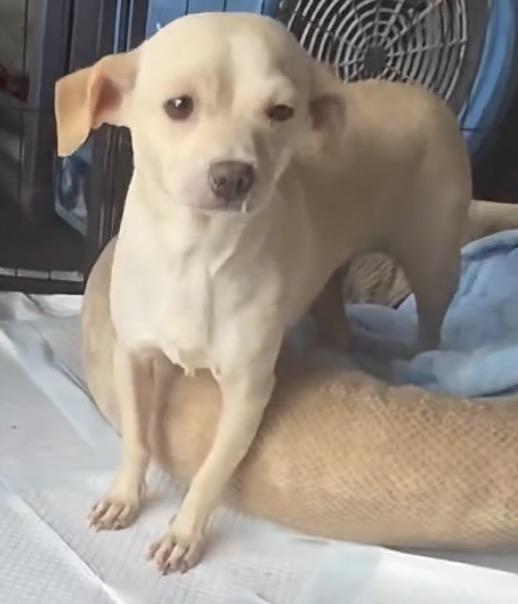 Enlarge Dolly, a Adoptable Chihuahua in San Diego, CA image 2/2