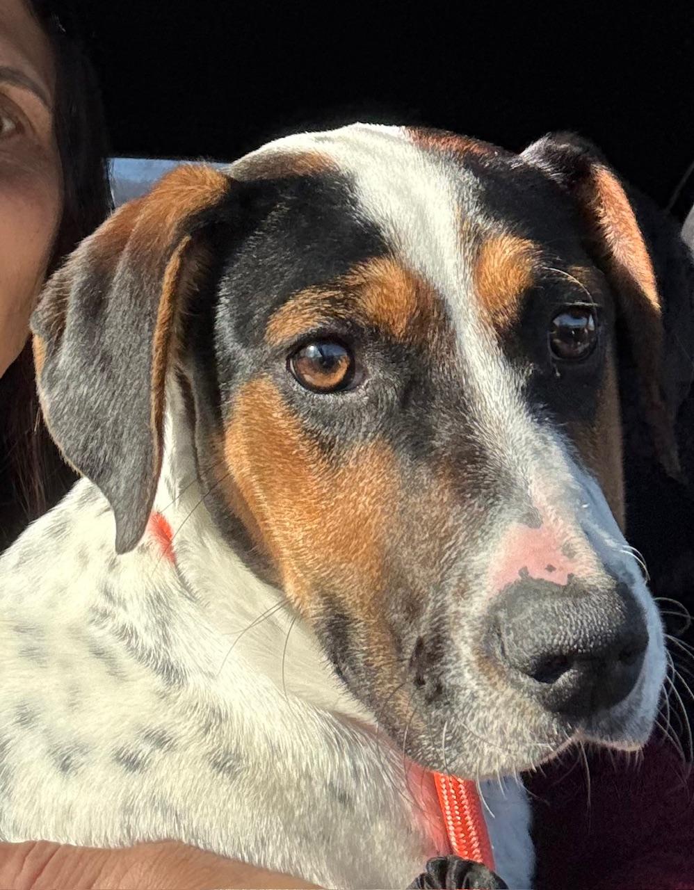 Sallie, ADOPTABLE, Puppy Female Beagle & Bluetick Coonhound.