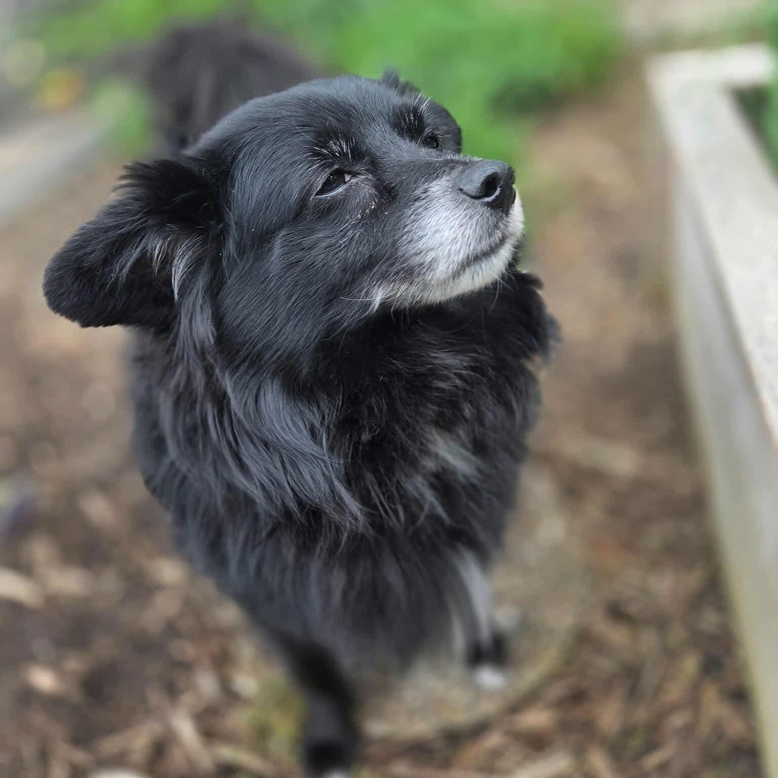 Enlarge River, a ADOPTABLE mixed breed in Westland, MI image 3/6