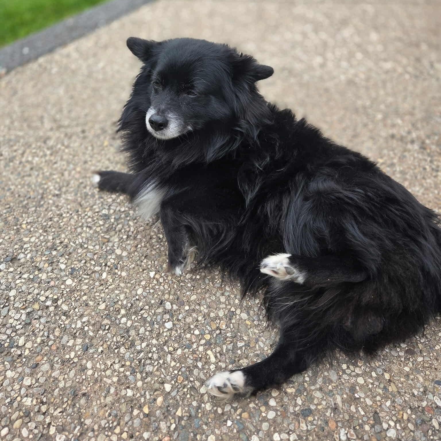Enlarge River, a ADOPTABLE mixed breed in Westland, MI image 5/6