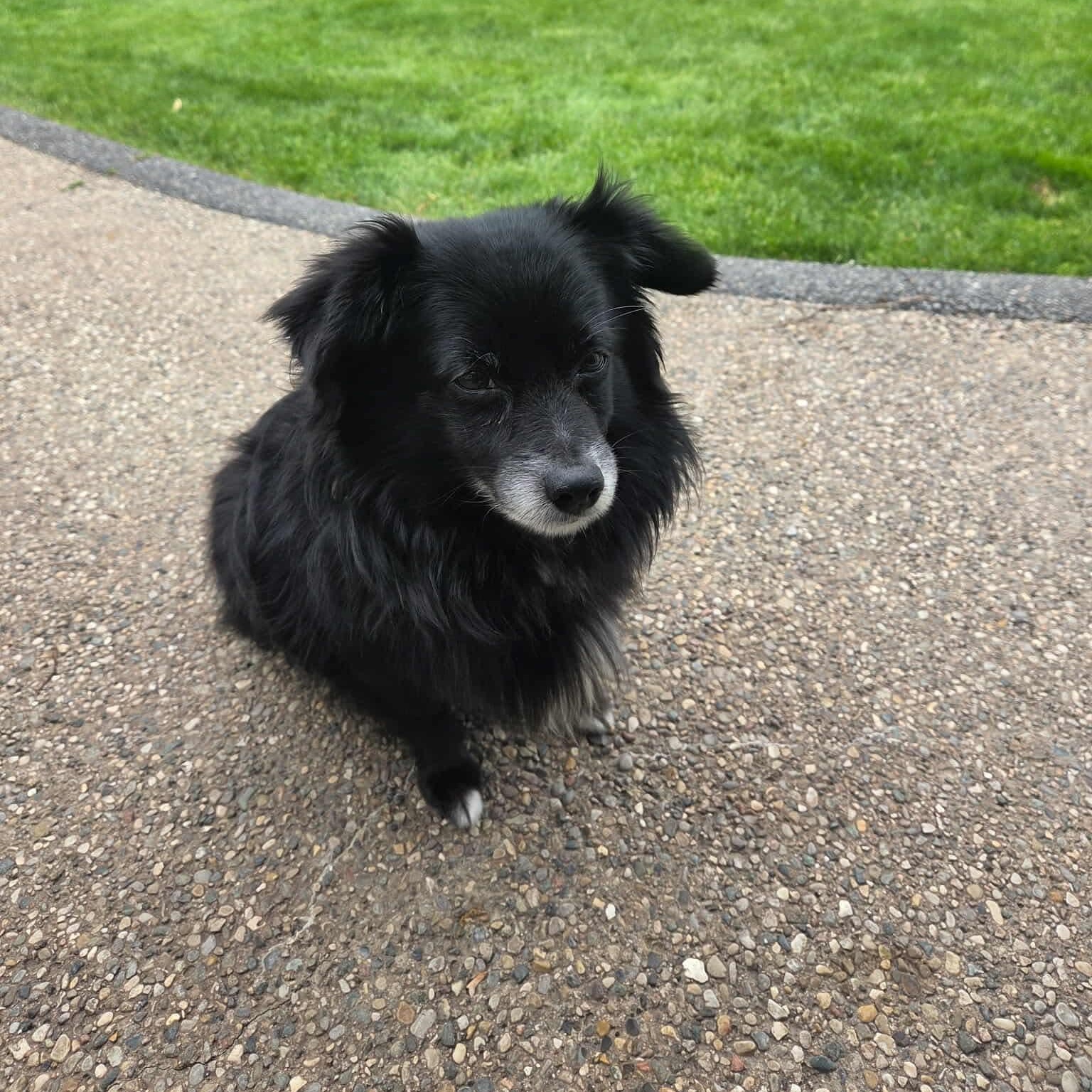 Enlarge River, a ADOPTABLE mixed breed in Westland, MI image 6/6
