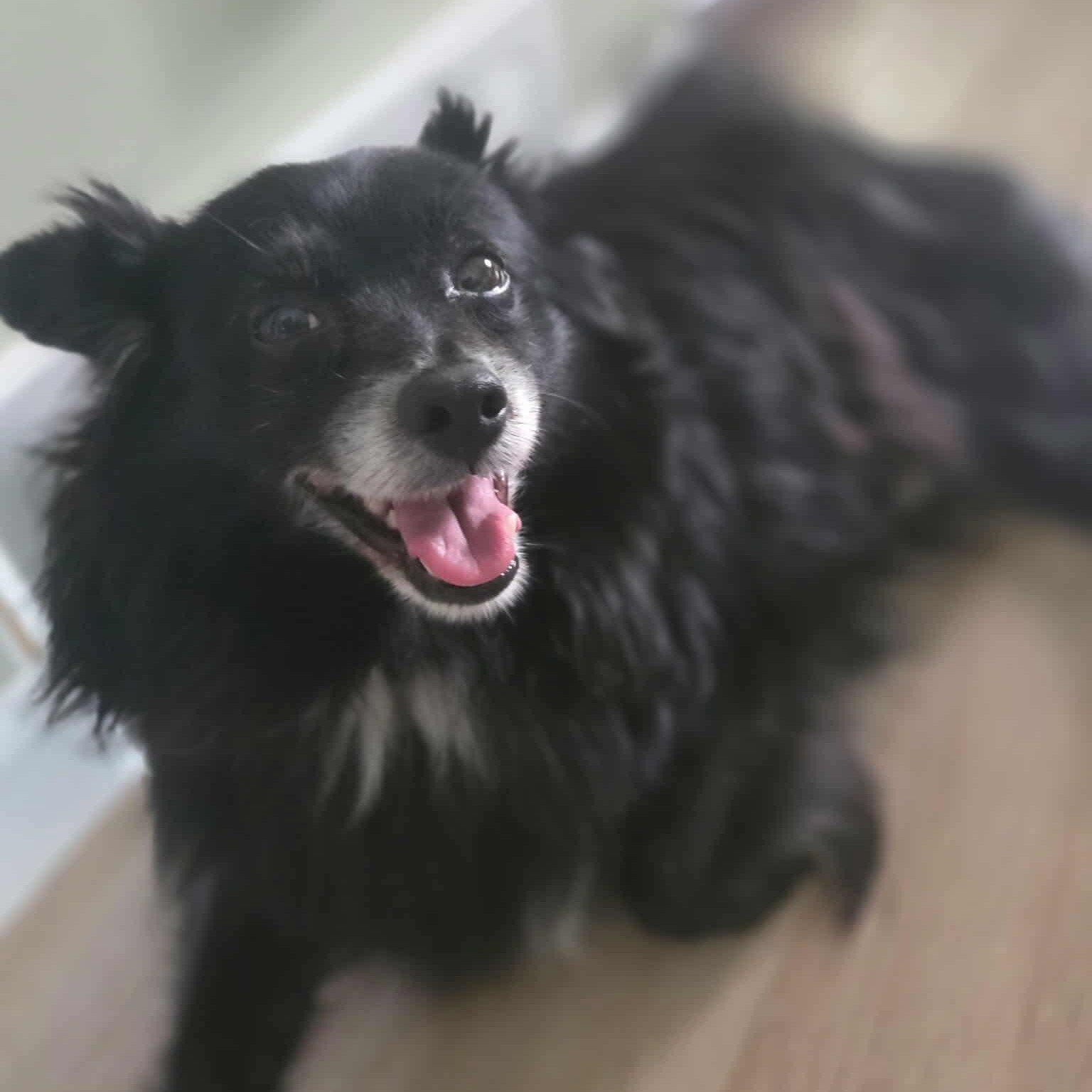 Enlarge River, a ADOPTABLE mixed breed in Westland, MI image 1/6