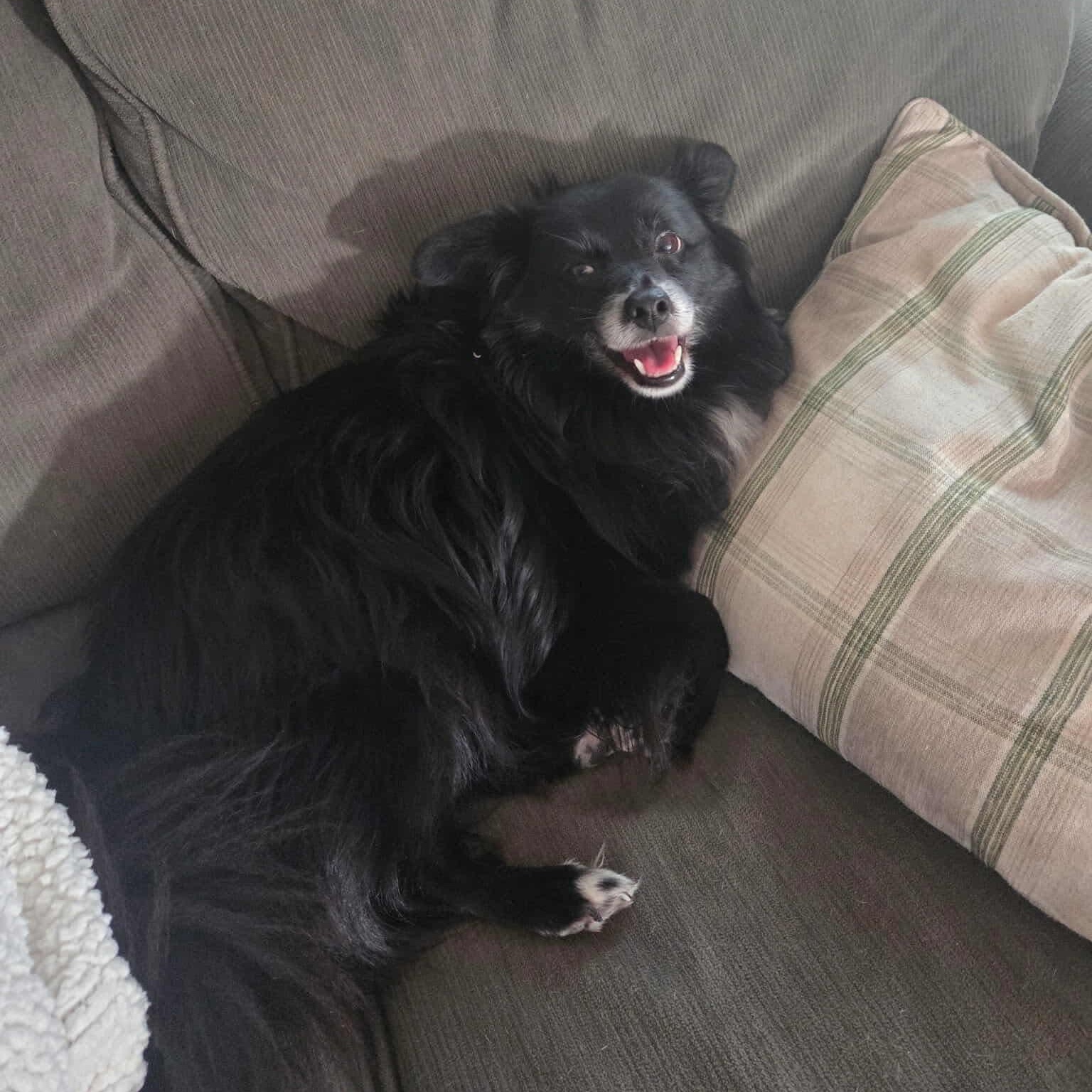 Enlarge River, a ADOPTABLE mixed breed in Westland, MI image 2/6