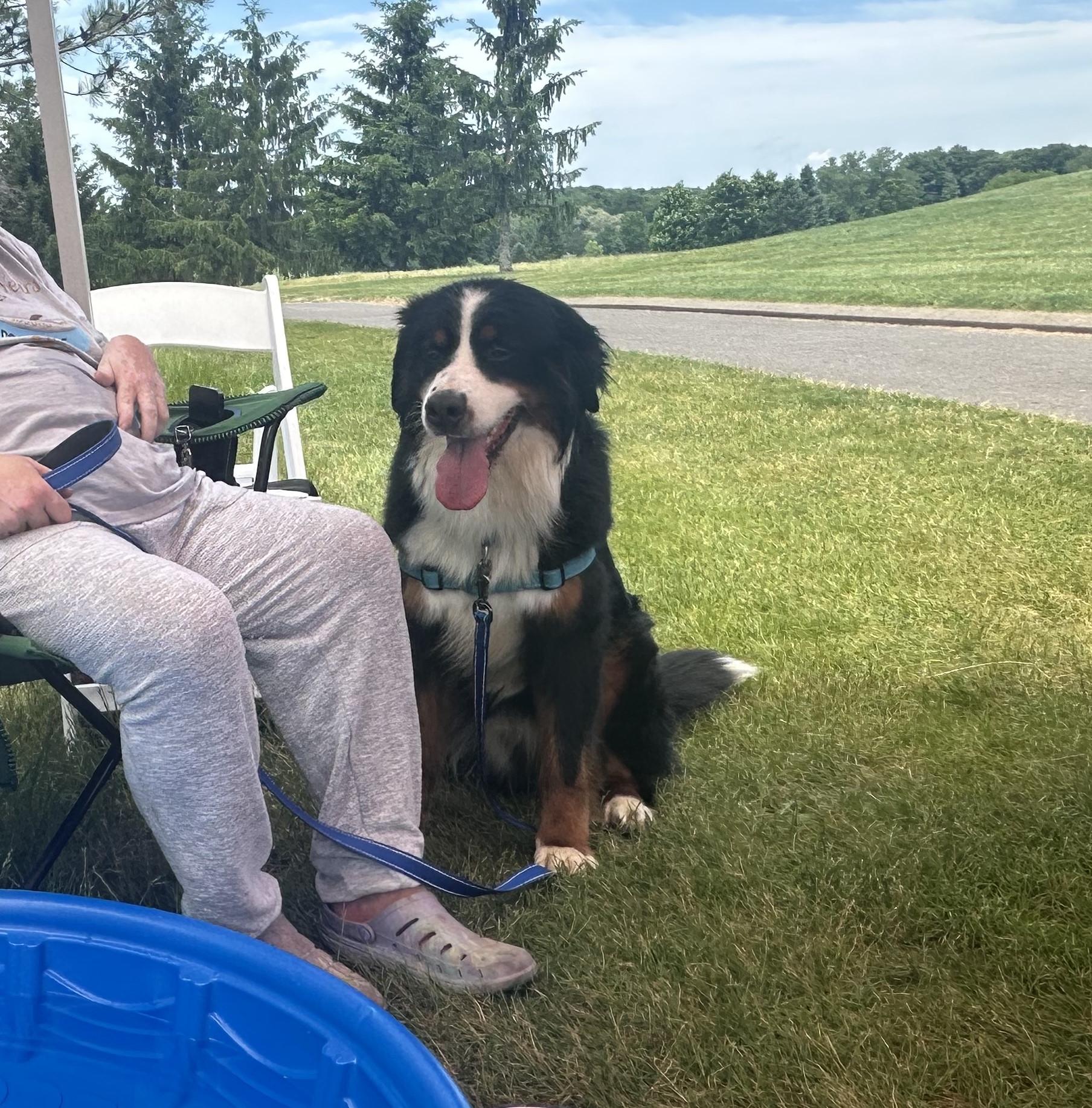 Brownie, an adopted Bernese Mountain Dog in Rochester, NY image 2/6