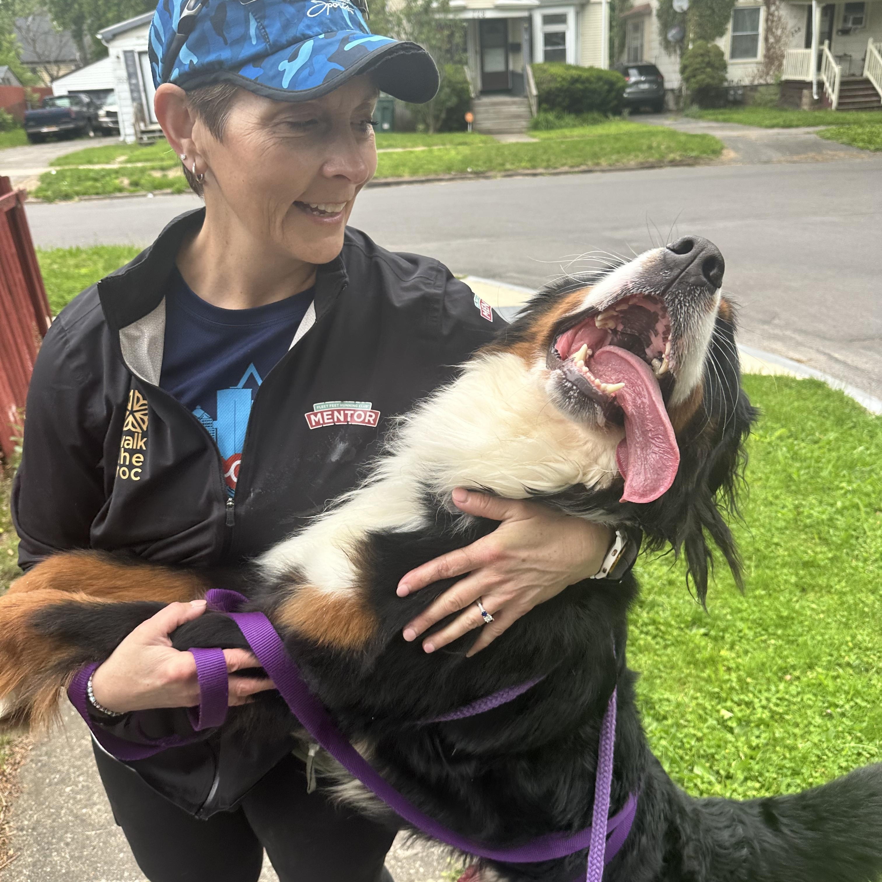 Brownie, an adopted Bernese Mountain Dog in Rochester, NY image 4/6