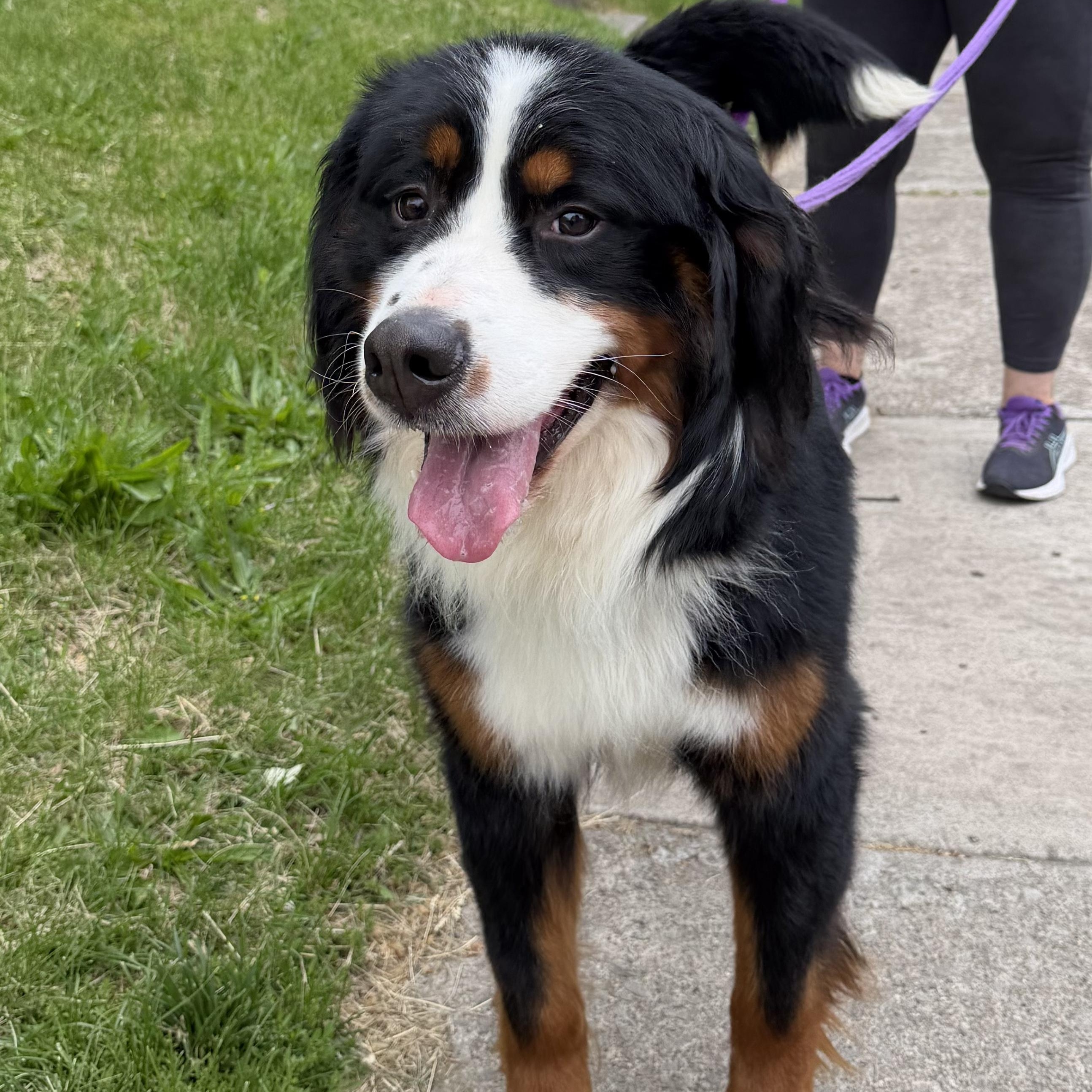 Brownie, an adopted Bernese Mountain Dog in Rochester, NY image 5/6