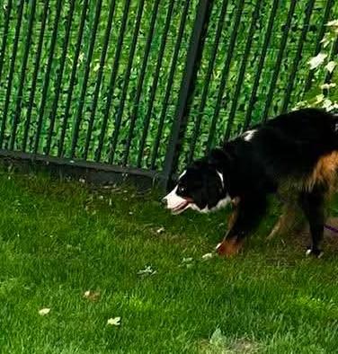 Brownie, an adopted Bernese Mountain Dog in Rochester, NY image 6/6
