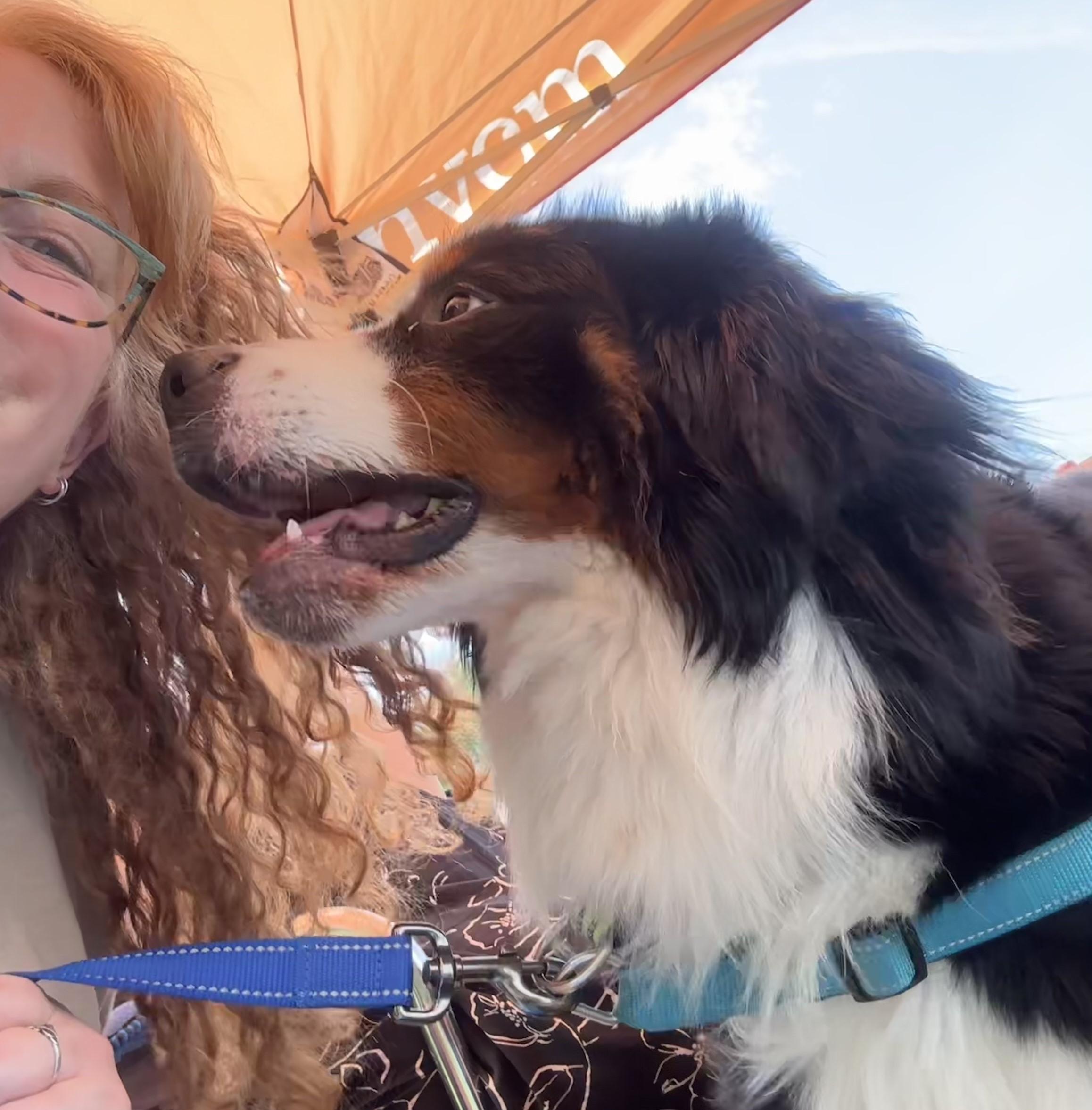 Brownie, adopted, Young Male Bernese Mountain Dog.