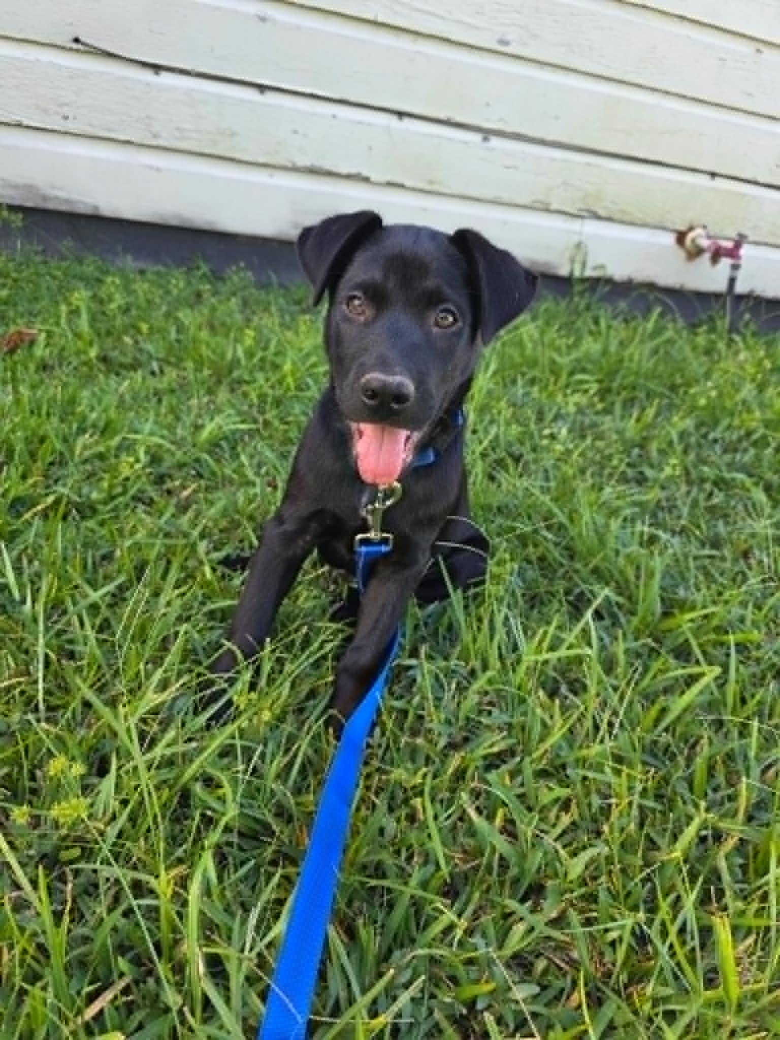 Bear, a ADOPTABLE Black Labrador Retriever in Salem, NH image 3/4