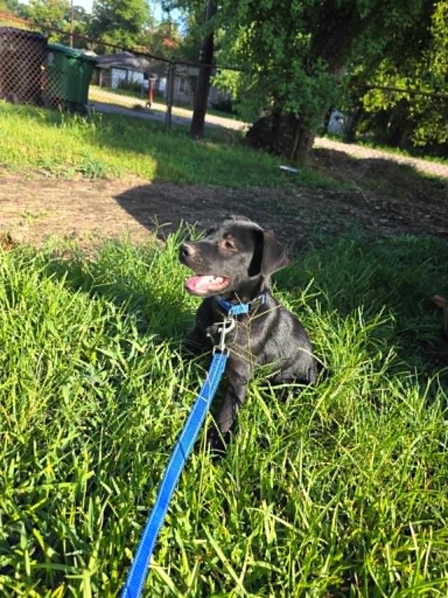 Bear, a ADOPTABLE Black Labrador Retriever in Salem, NH image 2/4