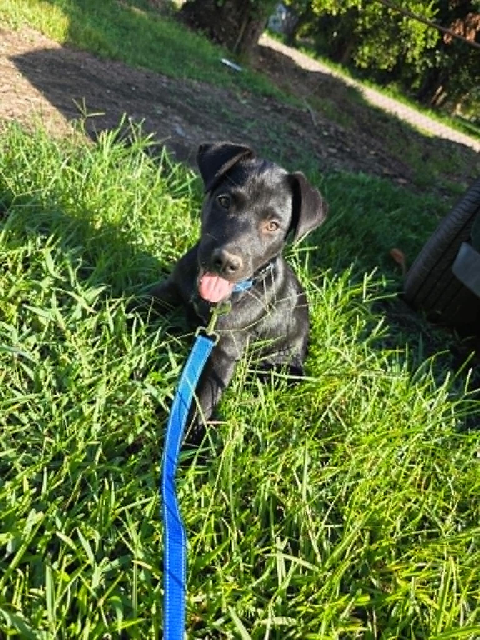 Bear, a ADOPTABLE Black Labrador Retriever in Salem, NH image 4/4