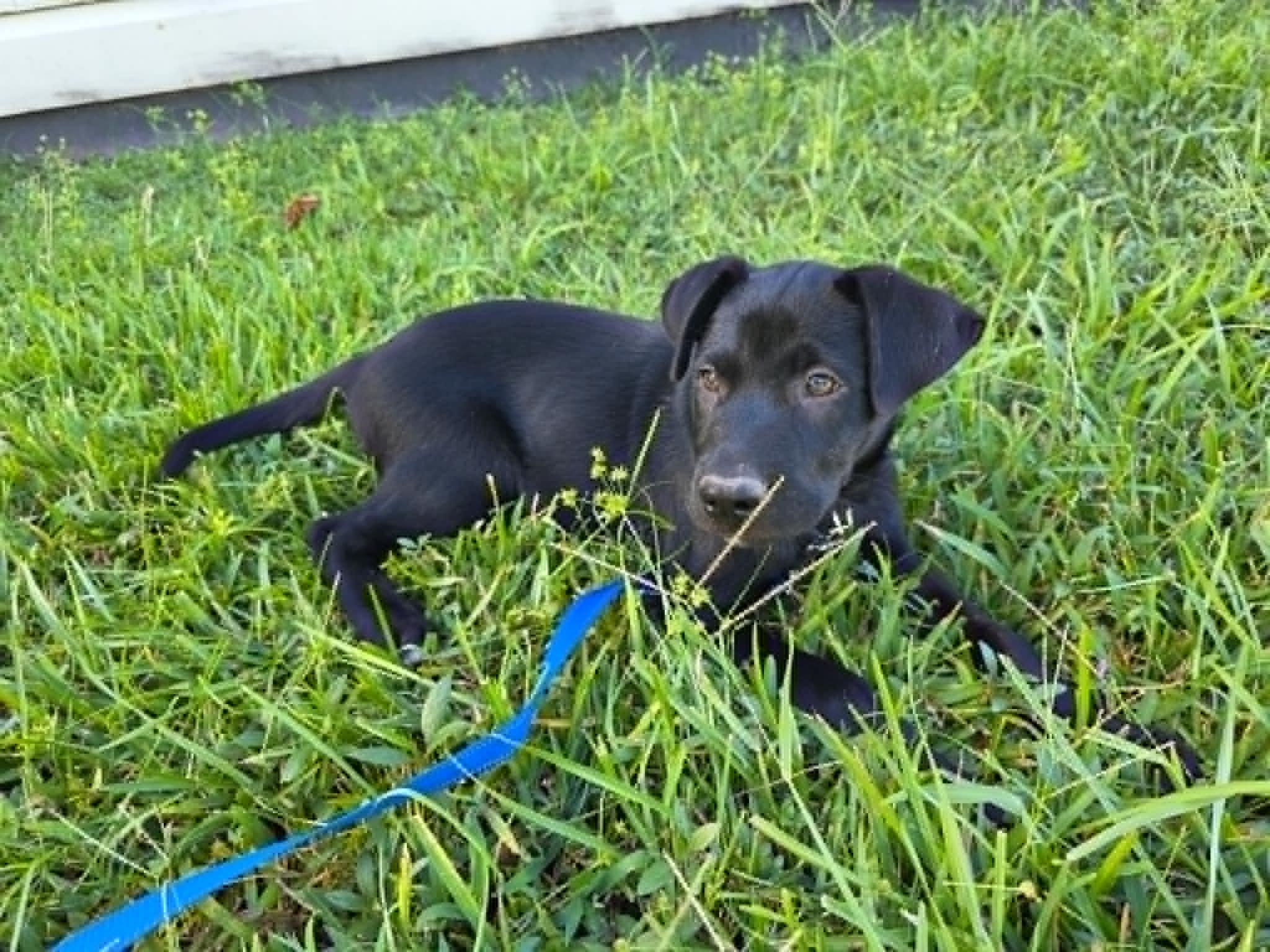 Bear, a ADOPTABLE Black Labrador Retriever in Salem, NH image 1/4