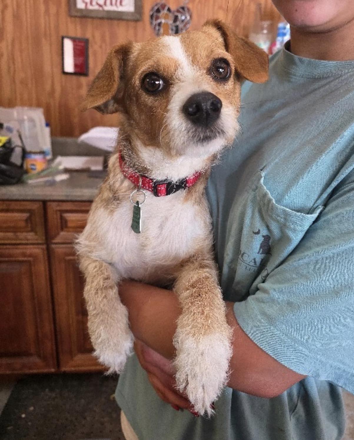 Sheila, Adoptable, Puppy Female Wirehaired Dachshund & Beagle.