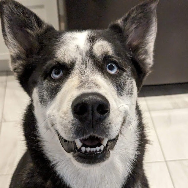 MOKA, Adult Female Husky