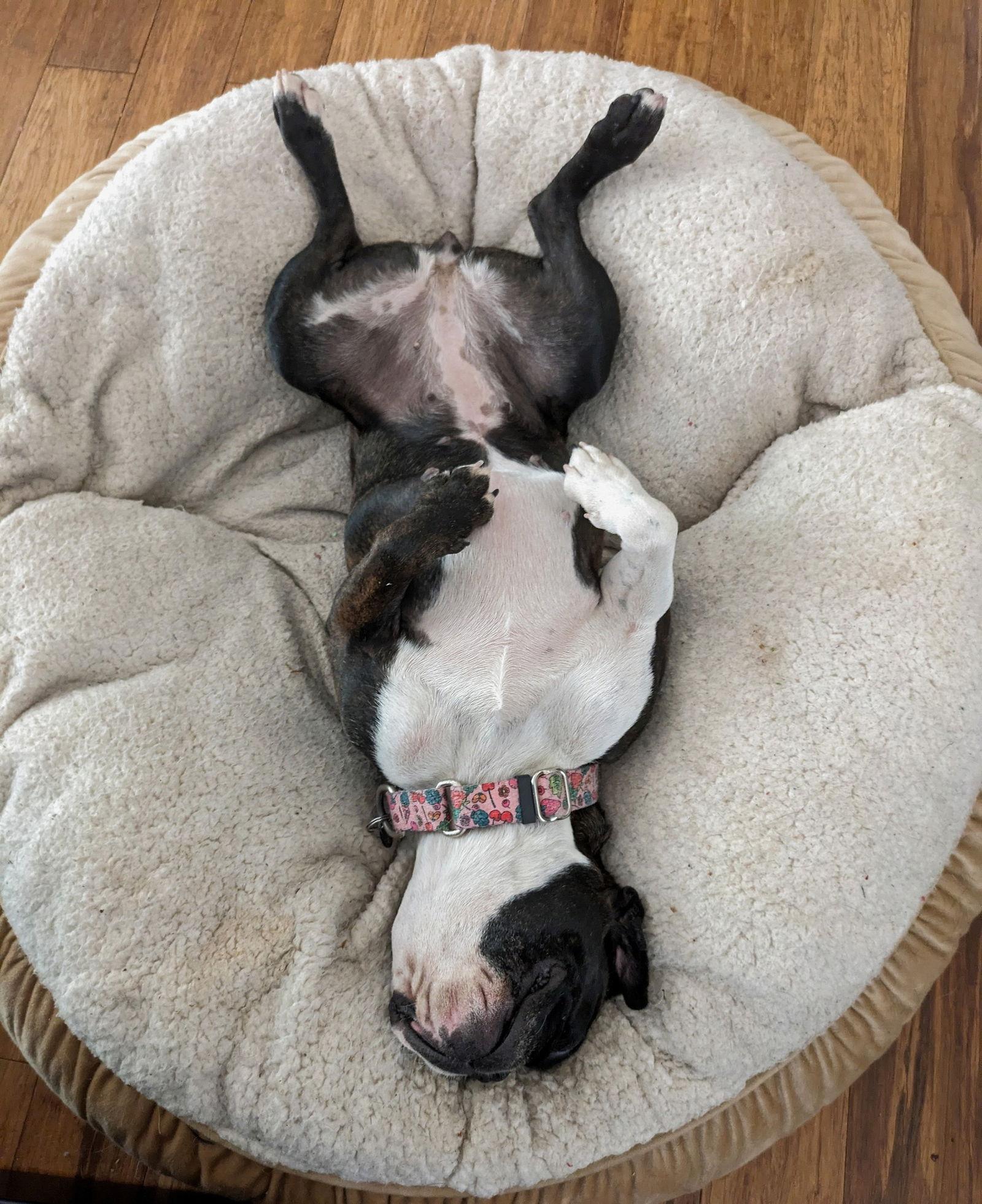 May, Adoptable, Young Female French Bulldog.