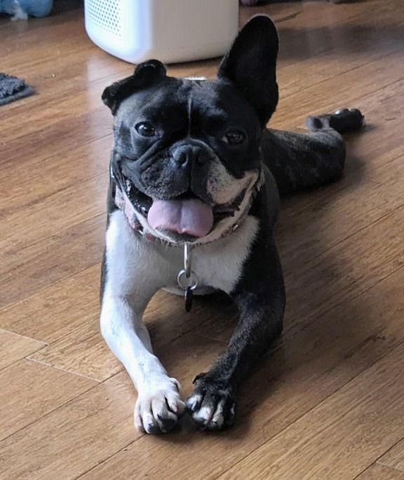 Enlarge May, a Adoptable French Bulldog in Huntington Beach, CA image 3/3