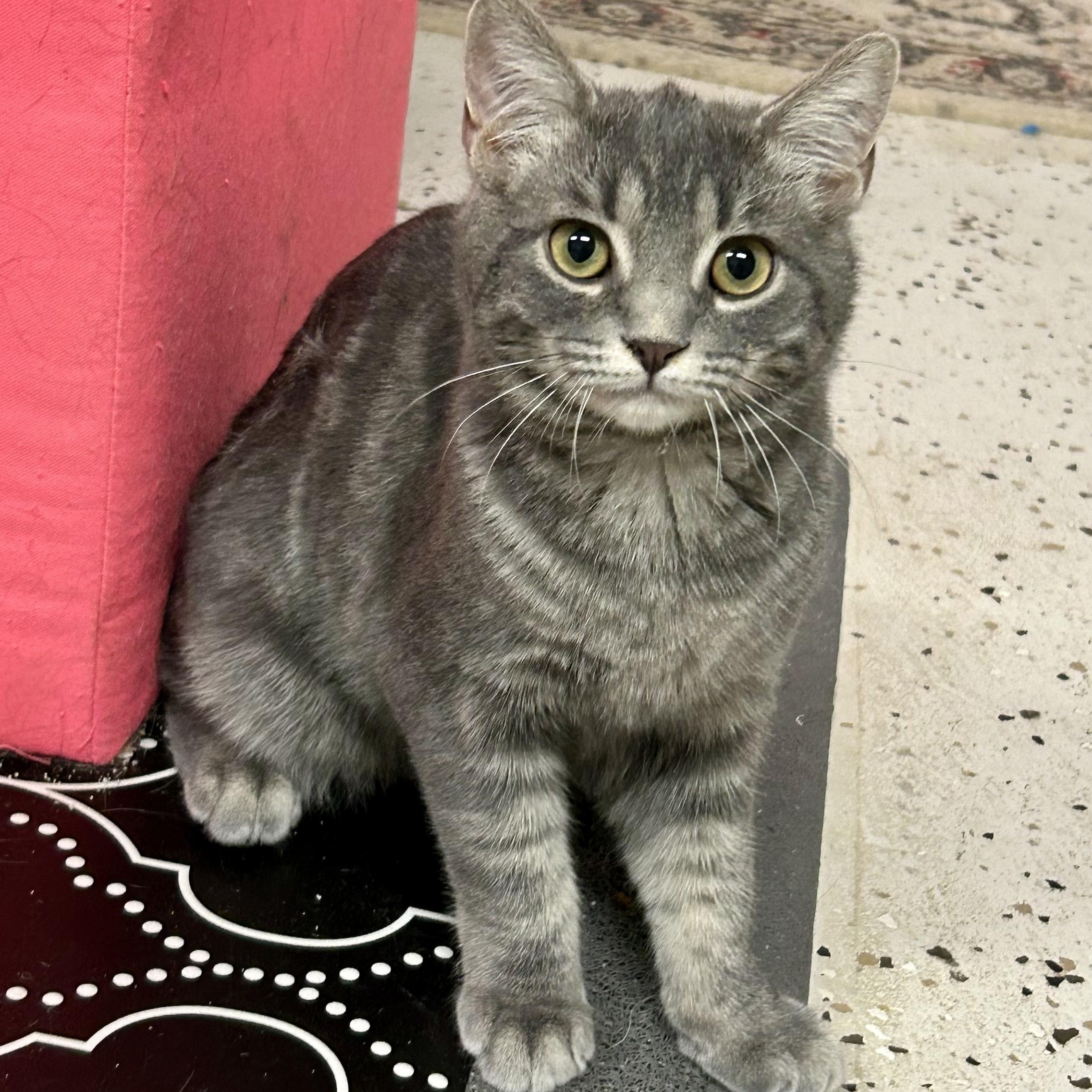 Cider, an adopted Domestic Short Hair in Warwick, RI image 3/6