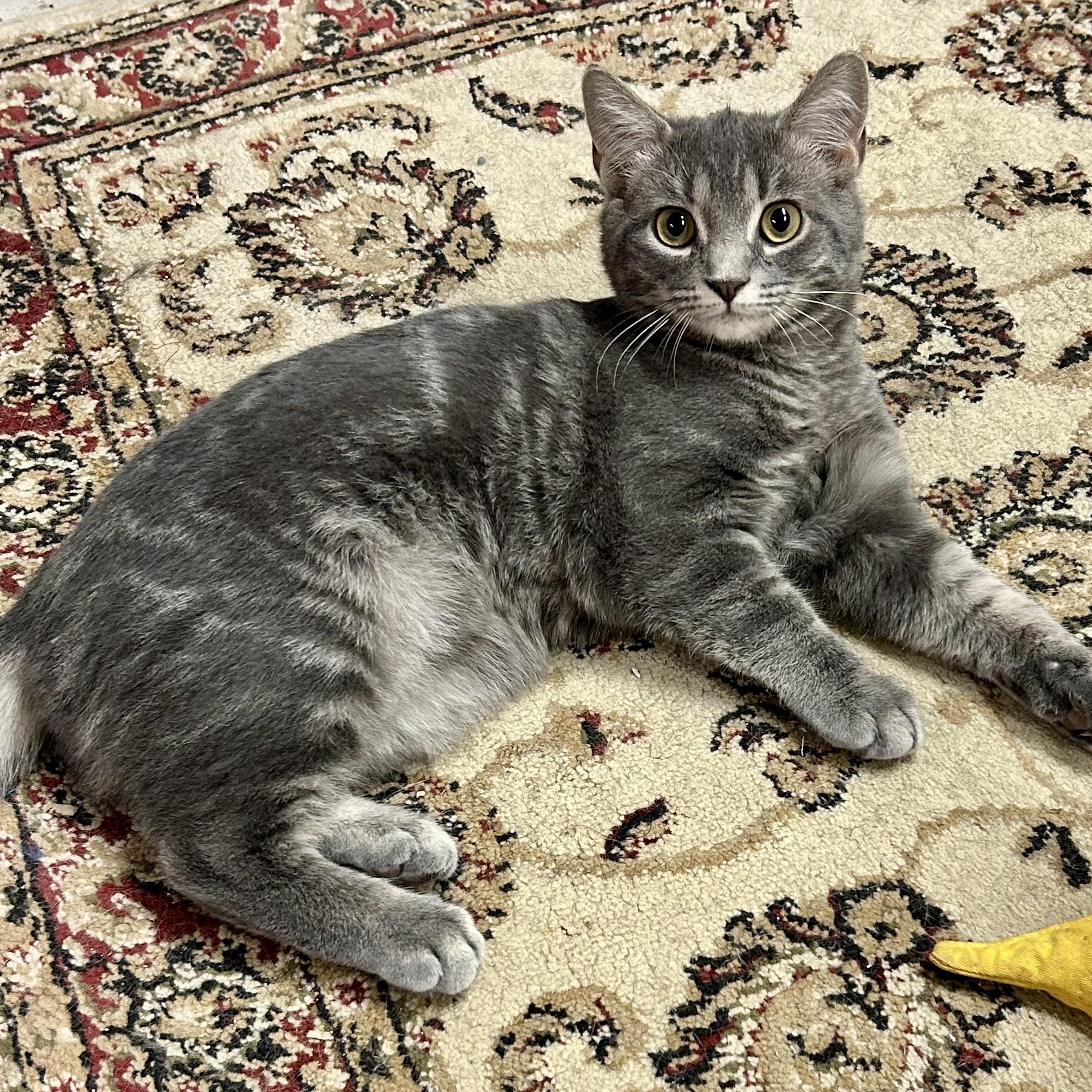 Cider, an adopted Domestic Short Hair in Warwick, RI image 4/6