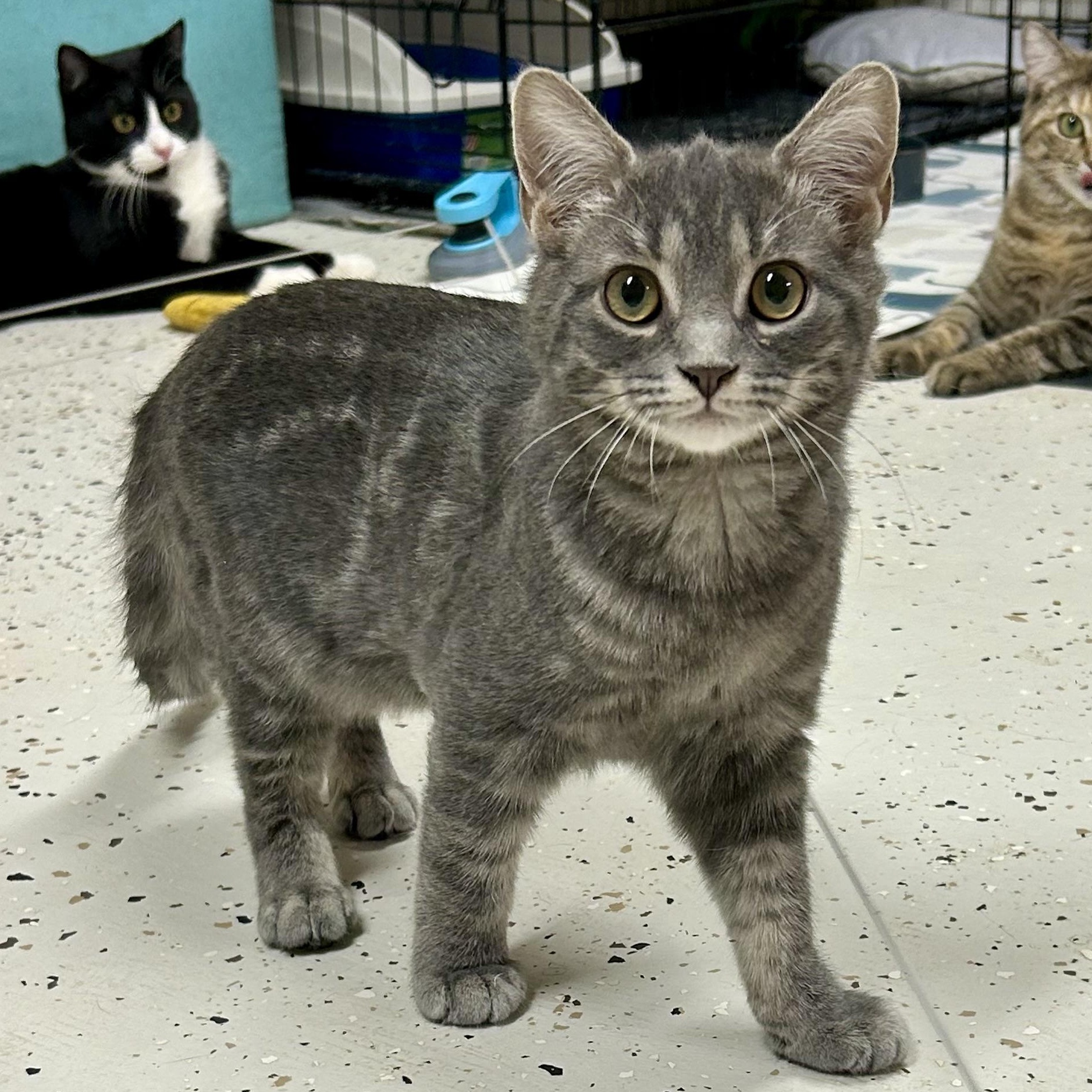 Cider, adopted, Kitten Male Domestic Short Hair.