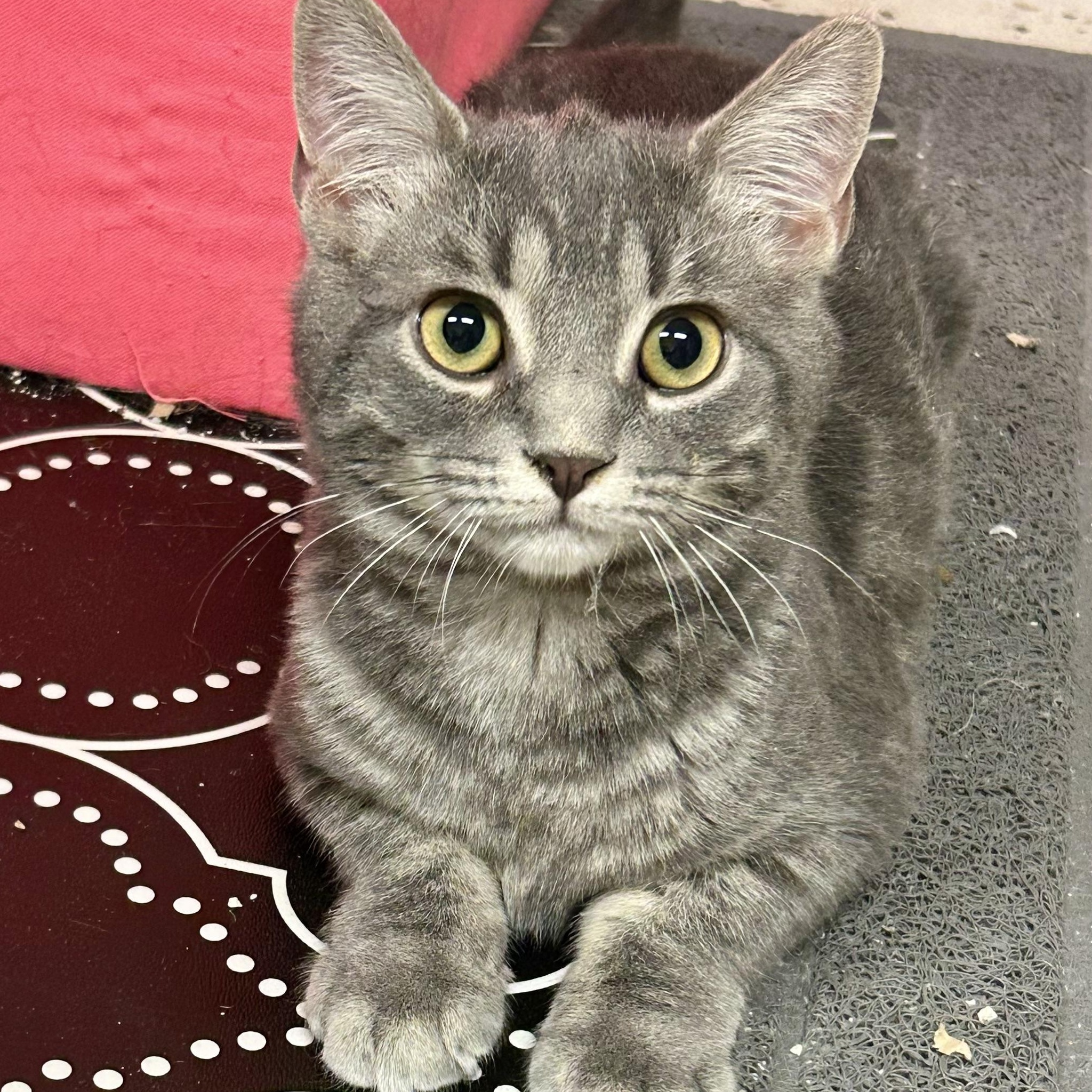 Cider, an adopted Domestic Short Hair in Warwick, RI image 2/6