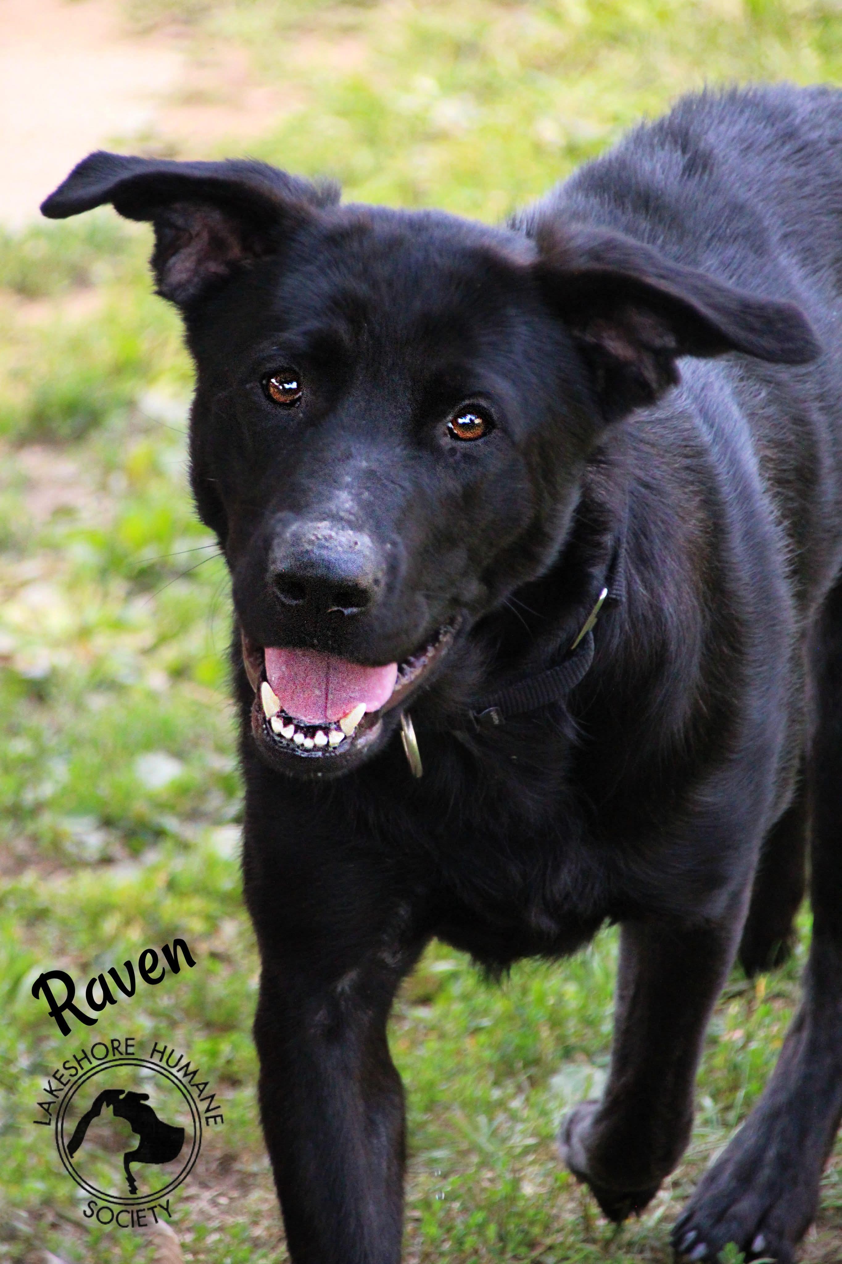 Raven