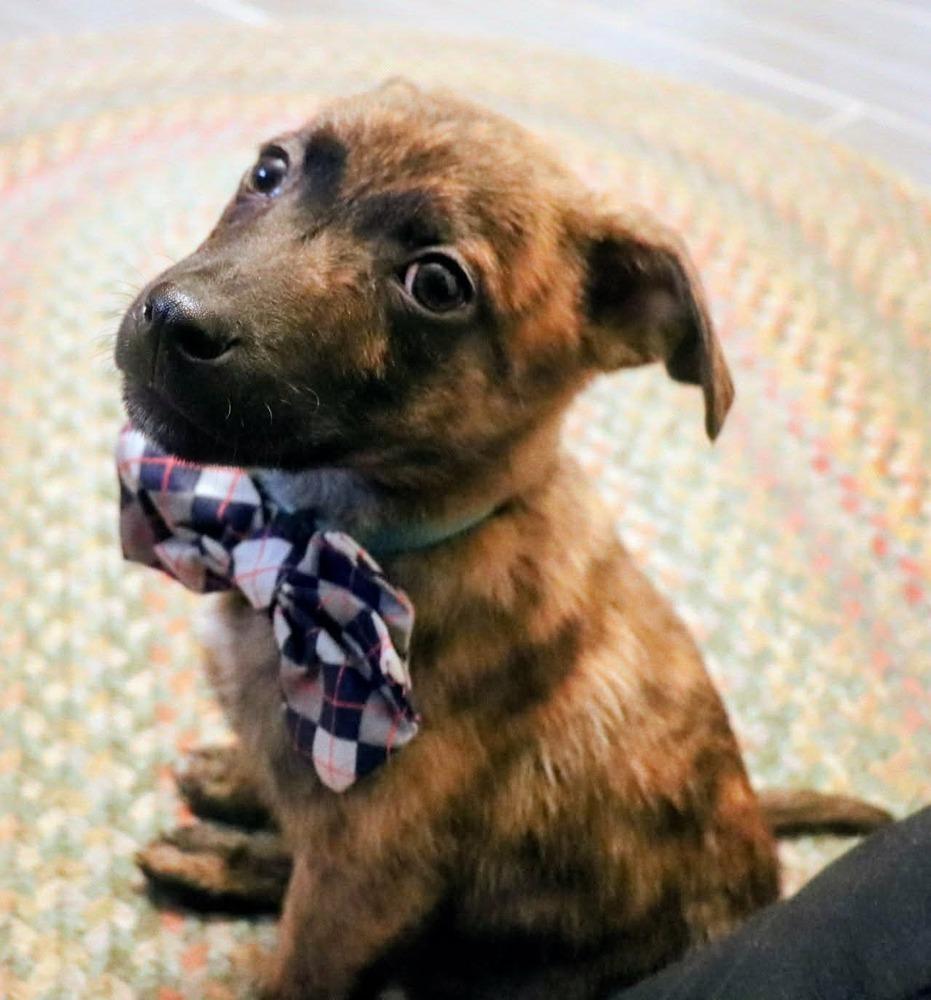 Sir Othello, Adoptable, Puppy Male Mixed Breed.