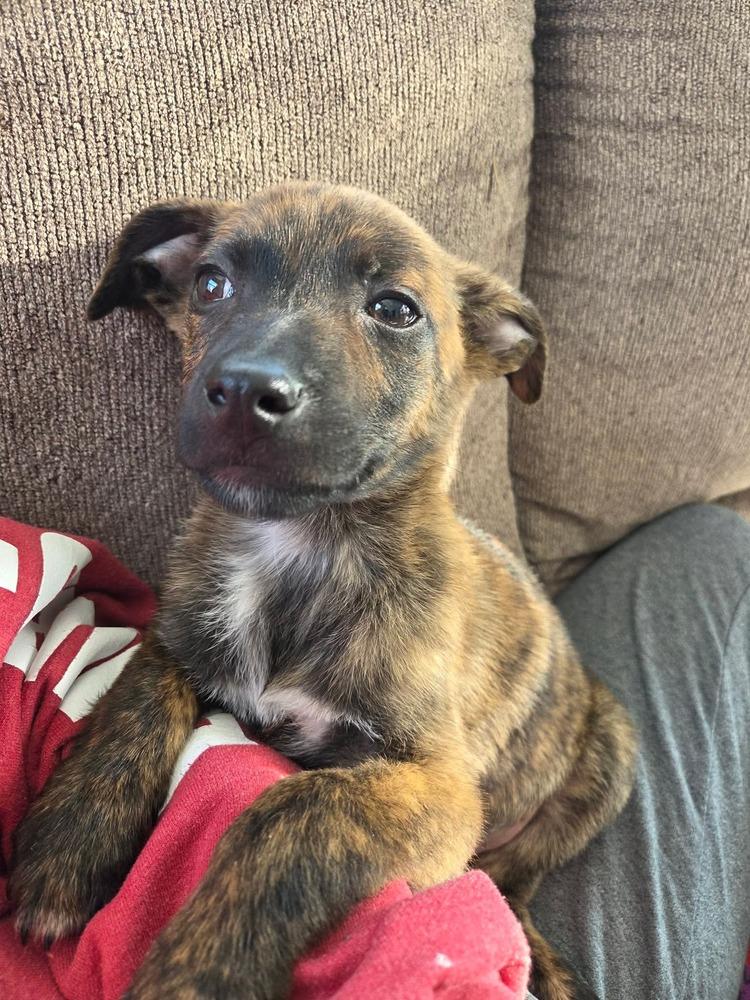 Enlarge Sir Othello, a Adoptable mixed breed in Amherst, NY image 4/4