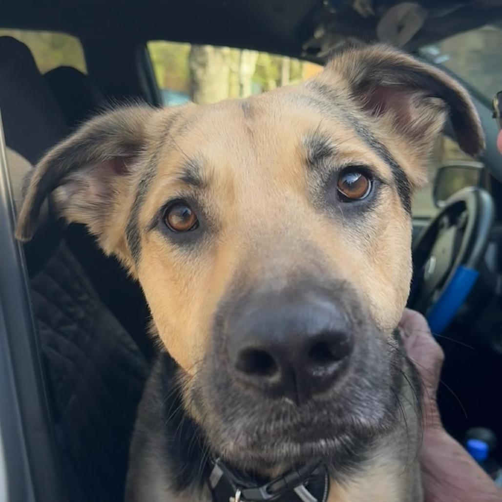 Thor, a Adoptable German Shepherd Dog in Columbus, GA image 1/2