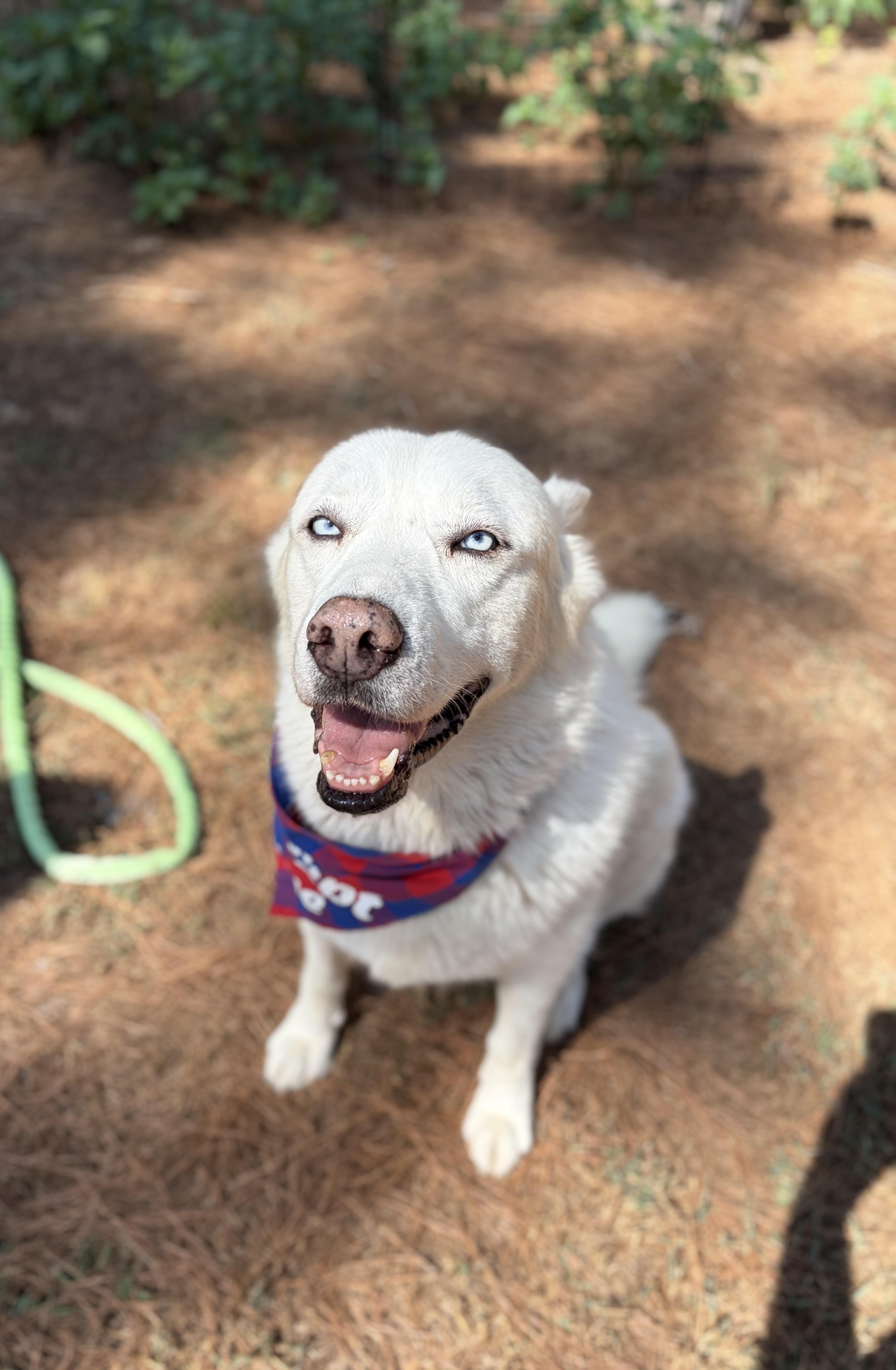 Enlarge Poco, a Adoptable mixed breed in Louisville, KY image 4/6