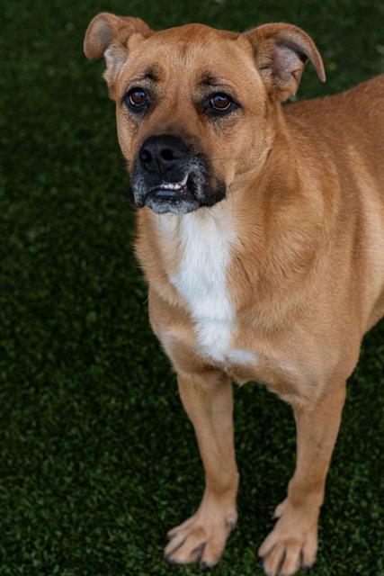TABITHA, Adoptable, Adult Female Pit Bull Terrier & German Shepherd Dog.