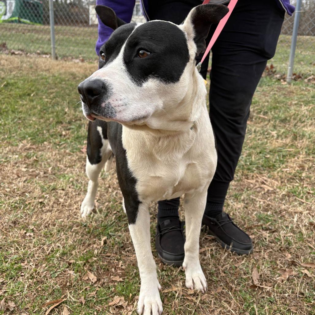 Kenzie, Adoptable, Adult Female American Staffordshire Terrier.