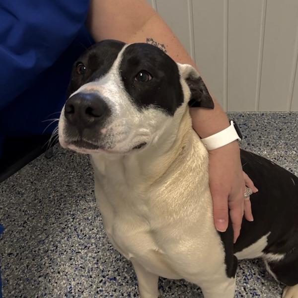 Enlarge Kenzie, a Adoptable mixed breed in Greenville, SC image 2/6