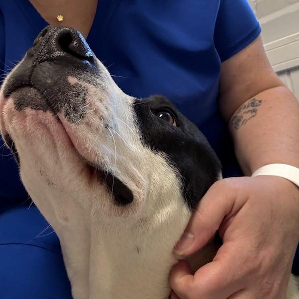 Enlarge Kenzie, a Adoptable mixed breed in Greenville, SC image 3/6