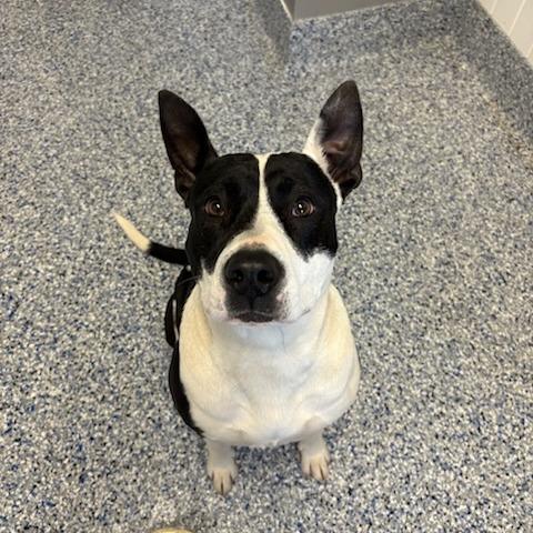 Enlarge Kenzie, a Adoptable mixed breed in Greenville, SC image 4/6