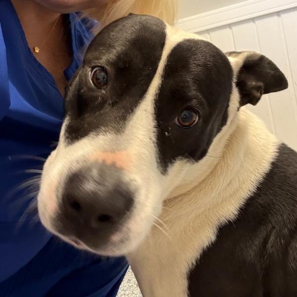 Enlarge Kenzie, a Adoptable mixed breed in Greenville, SC image 5/6