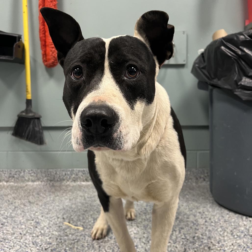 Enlarge Kenzie, a Adoptable mixed breed in Greenville, SC image 6/6