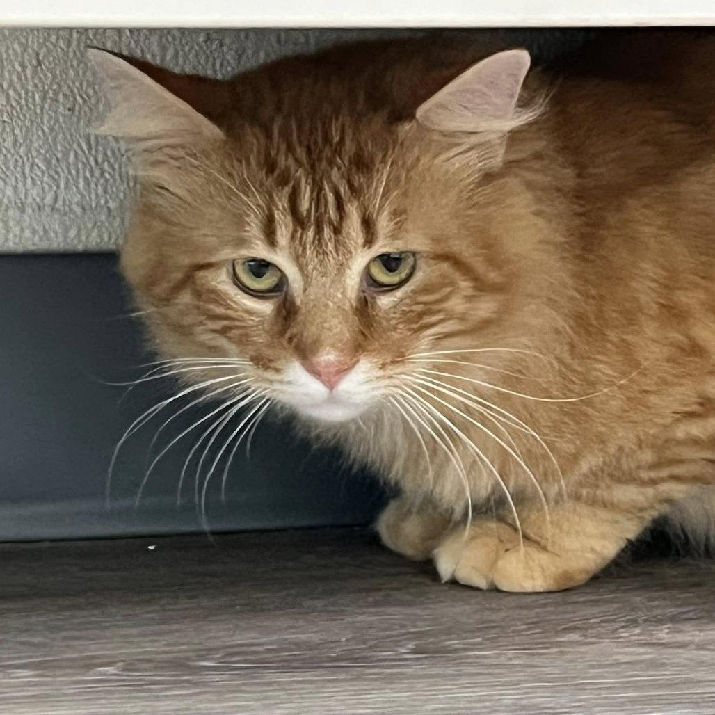 Enlarge Puss in Boots, a Adoptable Domestic Long Hair in Lake Panasoffkee, FL image 1/2