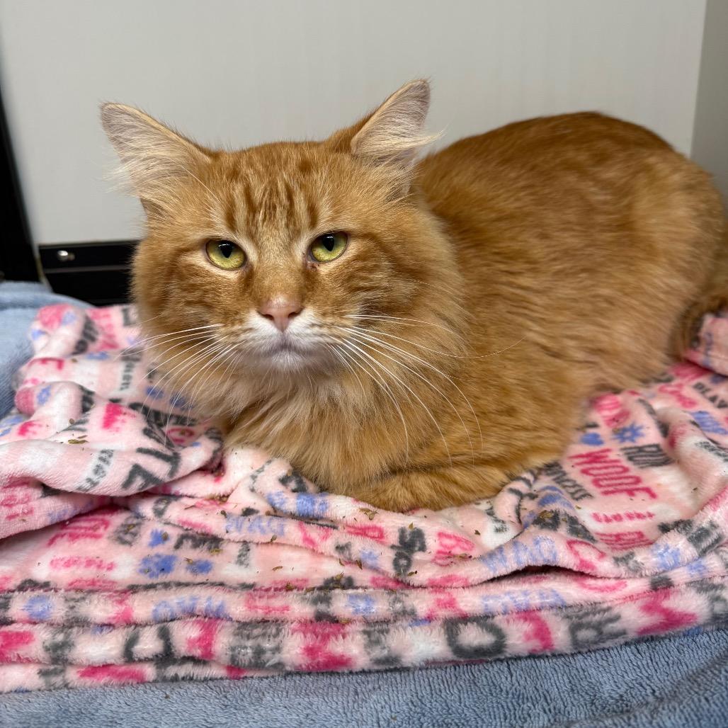 Enlarge Puss in Boots, a Adoptable Domestic Long Hair in Lake Panasoffkee, FL image 2/2