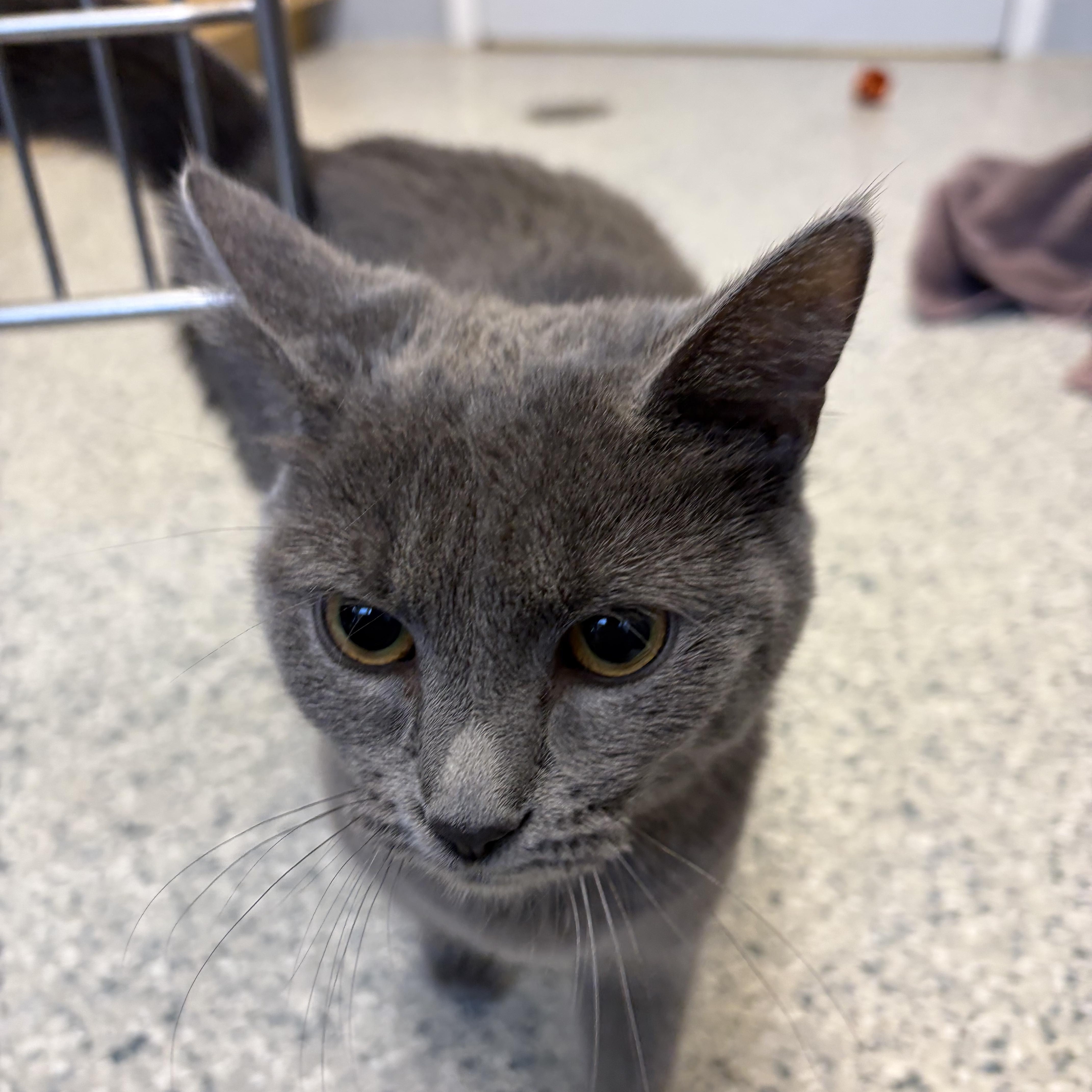 Enlarge Genevieve, an adopted American Shorthair in Scituate, MA image 1/1