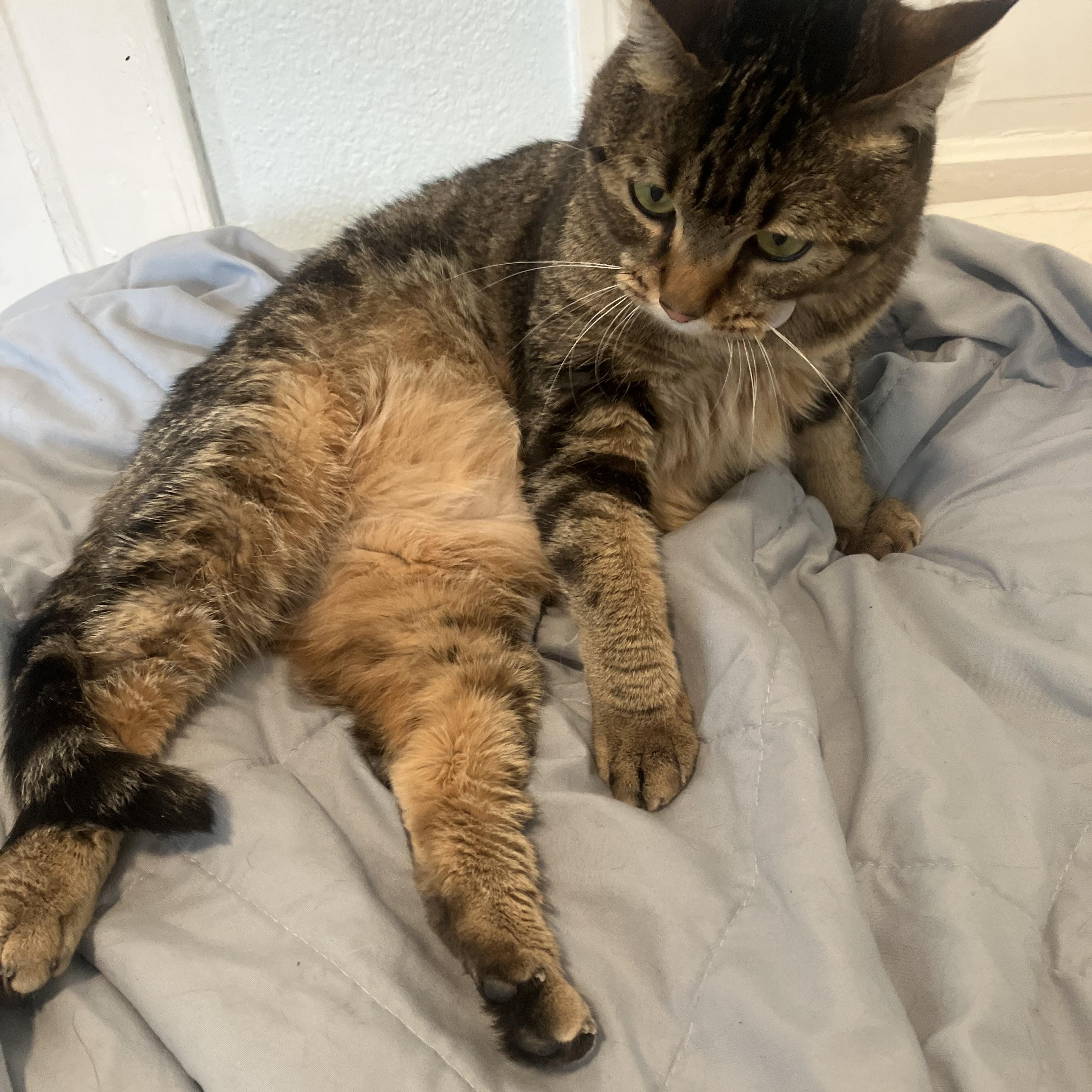 Iris- one smart cookie!, a Adoptable Domestic Short Hair in Portland, OR image 6/6