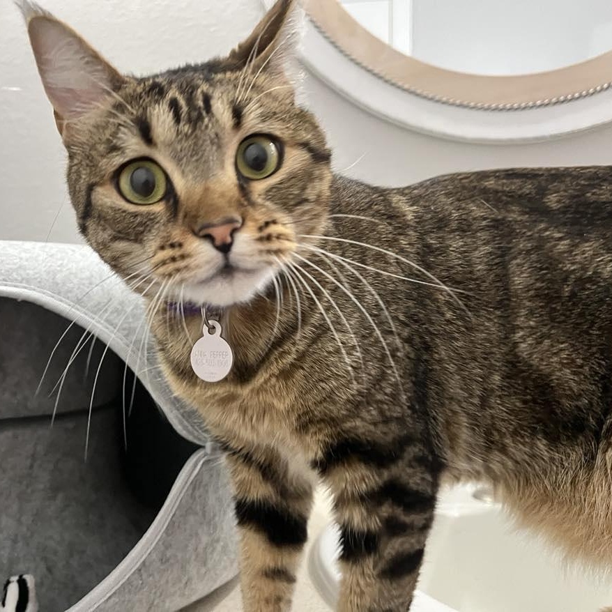 Iris- one smart cookie!, a Adoptable Domestic Short Hair in Portland, OR image 4/6